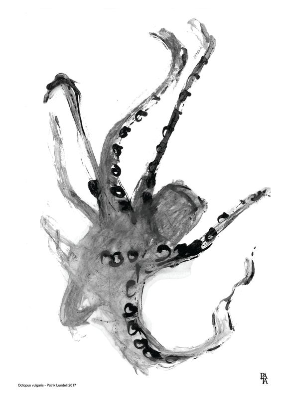 octopus vulgaris - patrik lundell